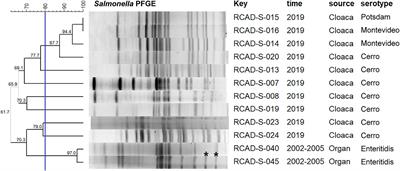 Phenotypic and genotypic characterization of antimicrobial resistance profiles in Salmonella isolated from waterfowl in 2002–2005 and 2018–2020 in Sichuan, China